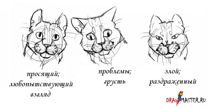 Как нарисовать Кошачью голову