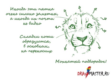 Рисуем реалистичную голову Льва