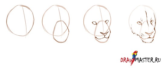 Как нарисовать кошку, рисуем диких кошек: пантеру, снежного барса, как  нарисовать льва, леопарда и ягуара